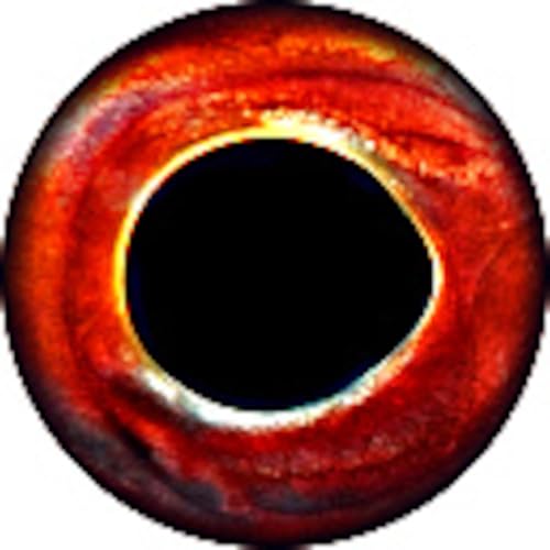 Brule Epoxy Fish Eyes (Smallie, 18mm)