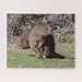 ANGELA G Wooden Jigsaw Puzzle 1000 Piece for Adults - Quokka and Baby in Australia, Jigsaw Puzzle Game Toys Gift Jigsaw Puzzle