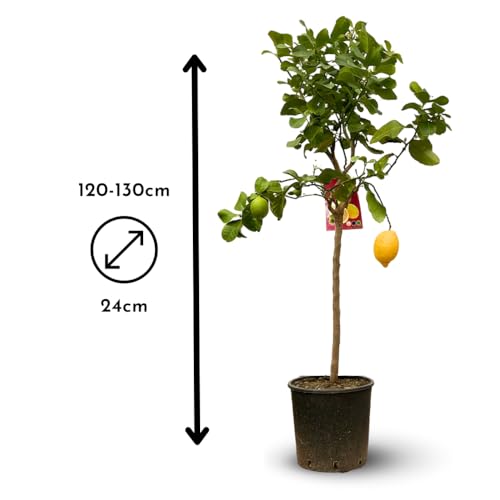 Agrume méditerranéen Citrus limon, l'excellence de l'arbre fruitier - 4