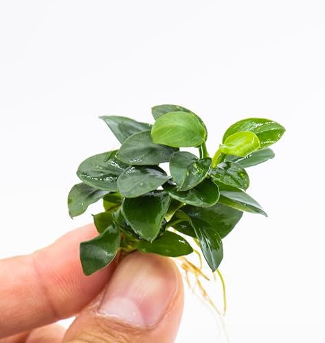 Anubias Nana Bonsai - Live Aquarium Plant, Perfect for Nano Tanks, Ter