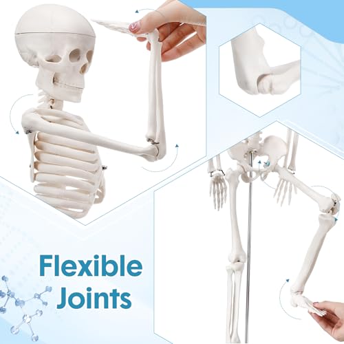 Image of Briwooody Human Skeleton Model for Anatomy 33.4'' Model Half Size Human Skeleton with Base Movable Arms and Legs for Students and Teachers