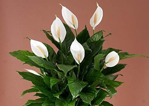 Guruji Plantation Peace Lily Plant White Color Flower Healthy Natural with Plastic Pot