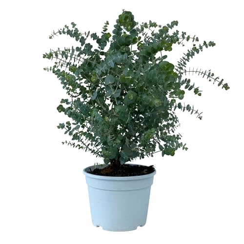 1x Eukalyptus Gunnii - Frostharter und duftender Eucalyptusbaum für Haus und Garten circa 30-40 cm Gesamthöhe im Topf bis-10 Grad
