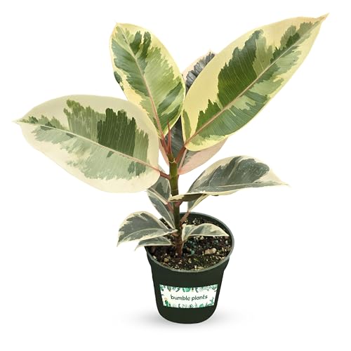 Bumble Plants Variegated Rubber Tree Ficus Tineke [Winter Thermal Packaging Included] | Elegant White, Green & Pink Leaves House Plants Indoors Live, Low Maintenance Live Plants Indoor