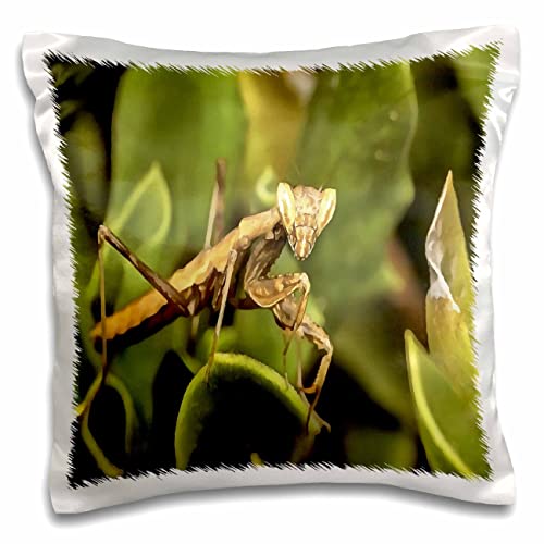 3dRose Taiche-Acrylic Painting Praying Mantis On Green Garden Background (pc-299370-1) Pillow Case, White