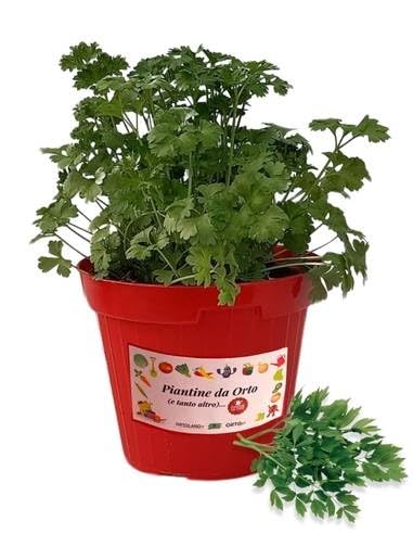 P. Piantine da Orto | Prezzemolo Comune, Pianta in Vaso Diametro 14 cm, Pianta Pronta per il Trapianto, Pianta Vera da Esterno, Piantina Aromatica per Balcone o Terrazzo, Vivaio Italiano