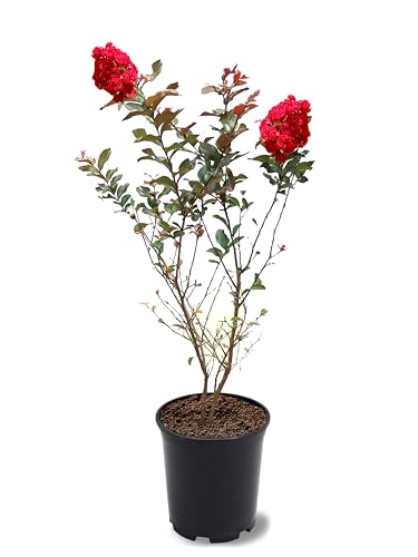 American Plant Exchange Ruffled Red Magic Crape Myrtle Tree Live,