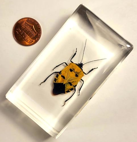 Image of 2.9 inch Real Man-Faced Stink Bug in Crystal Clear Lucite Resin Specimen Preserved Catacanthus Incarnatus Insect Bugs Taxidermy Collection for Biology Science Education & Desk Ornament Display Supplies