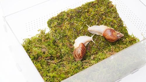 Jinymral Mur d'escalade d'escargots pour animaux de compagnie, excellent accessoire de terrarium – vue 5