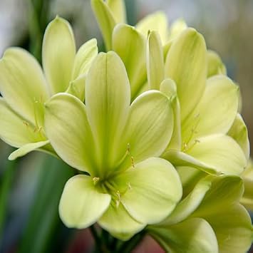 100pcs Green Clivia Flower Seeds