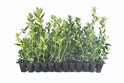 Needlepoint Chinese Holly | 40 Live Plants | Ilex Cornuta