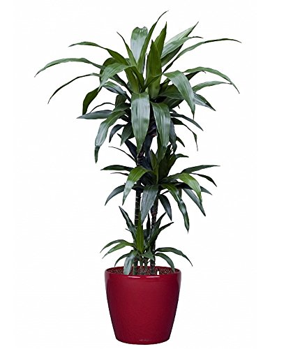 Janet Craig Dragon Tree - Dracaena Fragrans - 4" Pot #TOP2