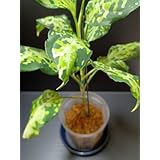 アグラオネマ ピクタム トリカラー ニルヴァーシュ