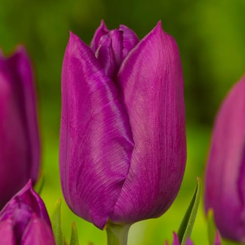 Tulipes Double Violet Passion - 20 Bulbes de Fleurs à Planter Exterieur - Plantes Vivaces Exterieur - Rustique - Naturelle Plantes de Hollande (pas de graines, non artificielle)