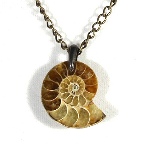 Style ARThouse Fossilized Agatized Ammonite Genuine Fossil Necklace, 18 Inches Adjustable
