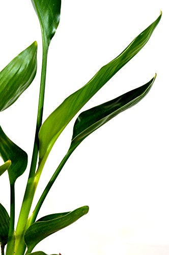 9Greenbox - Orange Bird Of Paradise - 2 Pack #TOP2