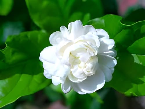Image of Hidden Enterprise-Most Beautiful Home Garden Healthy Live All Season Wing Dong Jasmine Plant Tree || For Outdoor & Indoor Tree