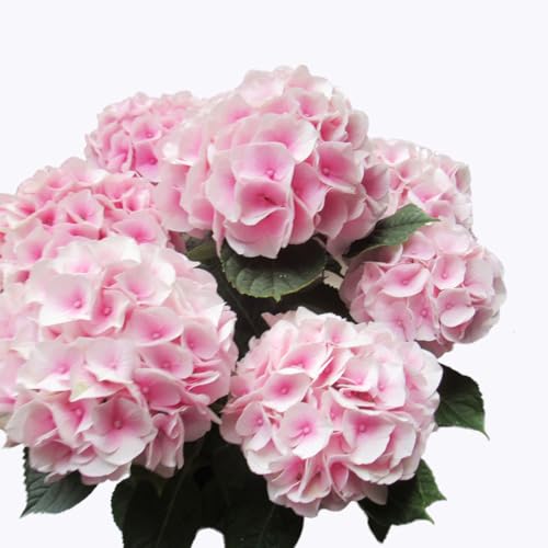 ≪先行予約≫アジサイ [ おまかせ 1点 ][2026年4月上旬頃より発送開始] 植物 花 インテリア フラワー 紫陽花 お花 園芸 初夏 梅雨 ガーデニング