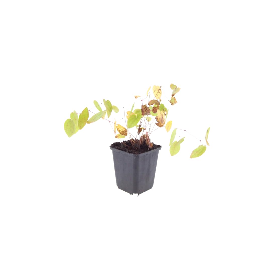 Kwiat elfów Epimedium × youngianum 'Niveum' – 12 roślin – 10-25 cm – Ø 9 cm – biała roślina cienia – mrozoodporna roślina okrywowa do ogrodu i zagrodowej krawędzi