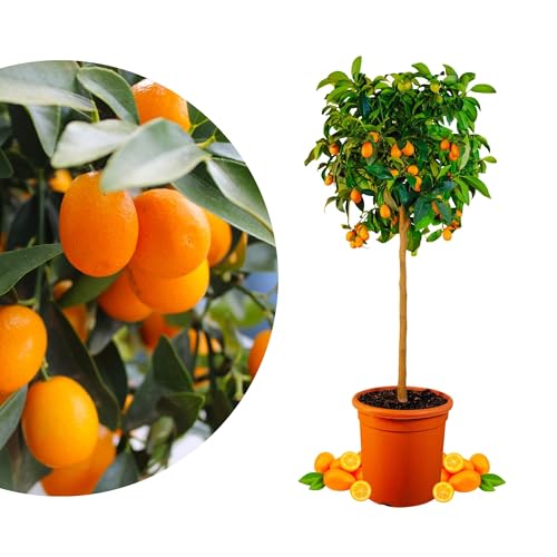 Meine Orangerie Kumquat - echte Zitruspflanze - Fortunella margarita - Ovale Kumquat - Kumquat Tree - veredelte Zwergorange in Gärtner-Qualität (Topf Ø 26cm)