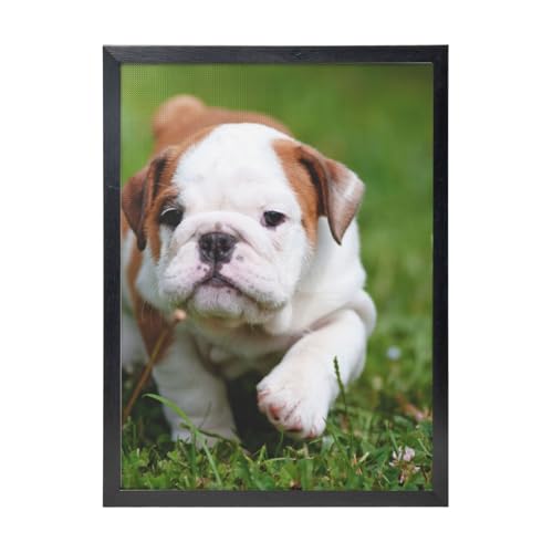 Impression d'art bouledogue mignon cadre noir affiche suspendre salon 30x40