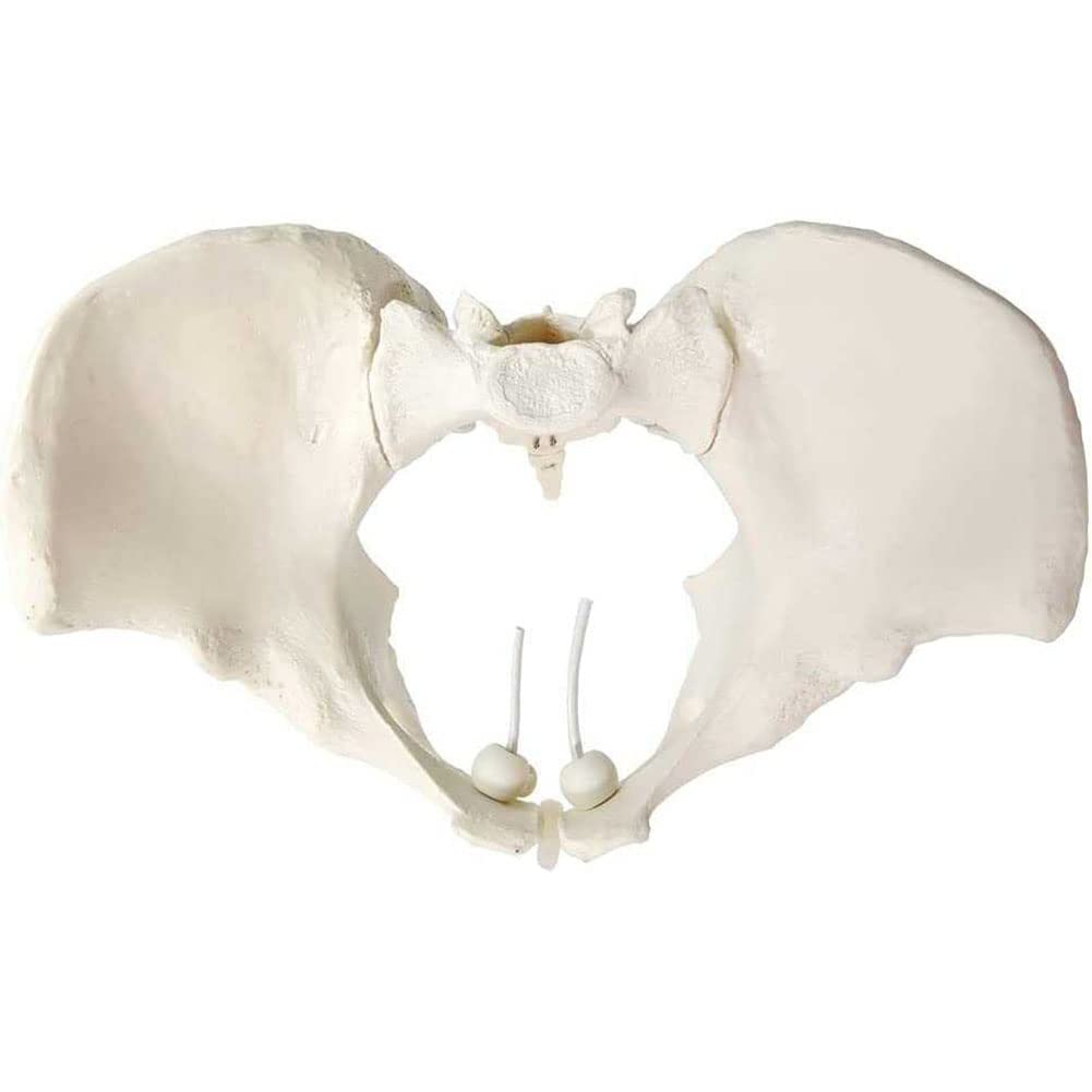 Naturalny rozmiar żeński model miednicy-Model biodra-żeński model anatomiczny, model miednicy kości biodrowej żeński model anatomiczny