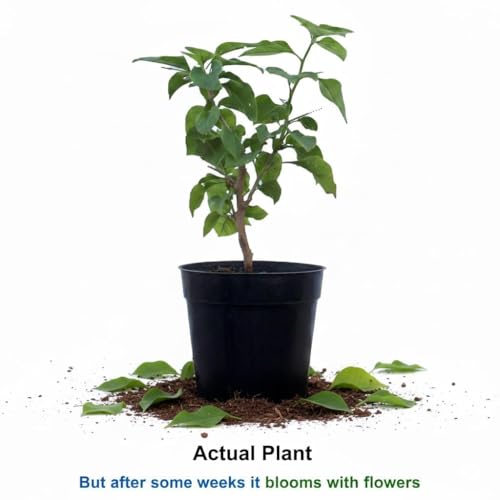 Image of Multicolor Bougainvillea Live Plant, Grafted Bonsai, Indoor /Outdoor, Home Garden Balcony Decor, Pack of 1
