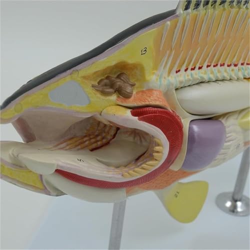 Modelo de anatomía de perca educativa con esqueleto visible para escuelas 6