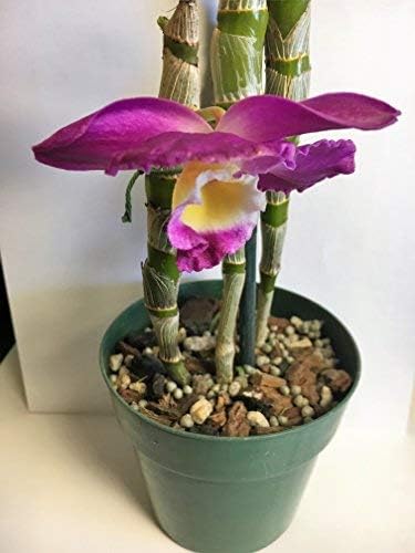 Miniatura 5 de Tierra para macetas con perlita, turba, musgo, coco, carbón y corteza de orquídea para Cattleya Dendrobium Oncidium Mezcla para macetas de corteza