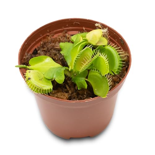 Venus Flytrap Plant- Young Venus Fly Trap Plants in 3 Inch Pot with Humidity Dome an American Heritage Industries Product
