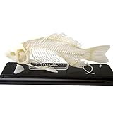 C & A Scientific - Premiere 51001 Real Fish Skeleton