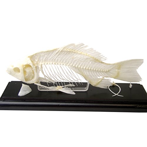 C & A Scientific - Premiere 51001 Real Fish Skeleton