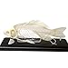 C & A Scientific - Premiere 51001 Real Fish Skeleton