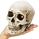 Kurtzy Totenkopf Deko Gothic Deko Menschlicher Schädel Modell L12 x W17 x H14,5 cm - Realistische Harz-Knochen Deko Schädel Anatomie - Totenkopf Deko Groß für Medizinische Lehre & Mexikanische Deko