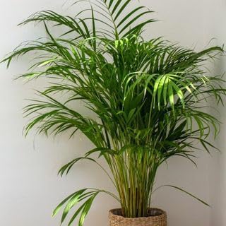 Live Areca Palm Indoor Plant with Pot – Pack of 1 Healthy Natural Air Purifier Plant for Home Decoration, Office Desk, Balcony & Garden, Low Maintenance Houseplant
