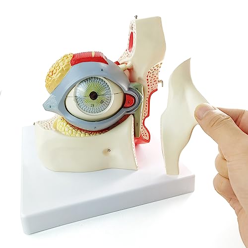 Image of 3X Enlarged Human Eye Orbital Anatomical Model, 13 Parts Eyeball Orbital Model Showing Optic Nerve Cornea Iris Lens and Vitreous Body with Stand for Medical Classroom Teaching Research