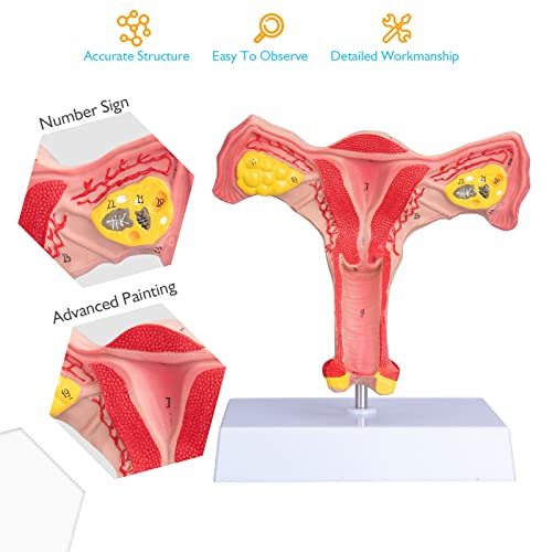 Image of ANNWAN Female Ovary Model - Life Size Human Uterus and Ovary Model Female Reproductive Organ Model for Studying and Communication