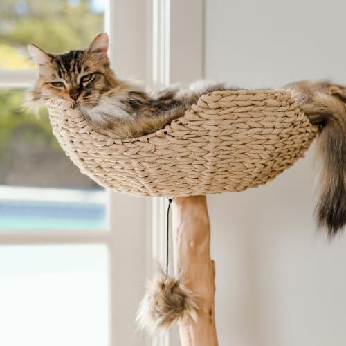 Image of Mau - Modern Cat Tree Tower, Real Branch Wood Condo for Large Cats