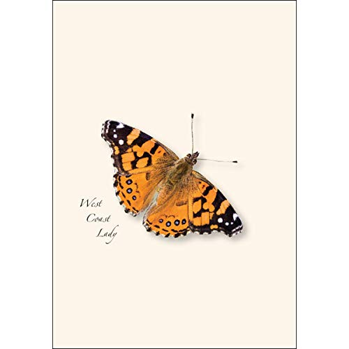 Image of Earth Sky + Water - Western Butterfly Assortment I Notecard Set - 8 Blank Cards with Envelopes (2 each of 4 styles)