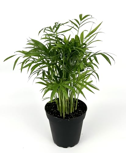 Chamaedorea Elegans Parlor Palm, Neanthe Bella Palm in 4' Pot