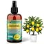 LEMON TREES Plants