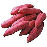 1 bolsa Semillas de patata dulce Deliciosas tierras de cultivo nutritivas semillas de grano Semillas de batata