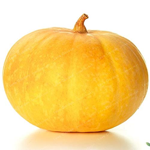 Pinkdose 10 Pcs/Bag Pumpkin Bonsai Organic Vegetables Nutrient Rich Food Edible Bonsai Seeds For Home Garden Color-13