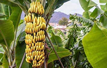 All Season Gardens Live Assam Banana Malbhog That Bears Fruits in 18 Months (2 Live Plant)