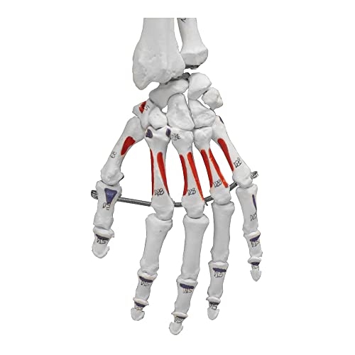 Image of B10230 Medical Life Size Flexible Skeleton with Muscle, Full Size