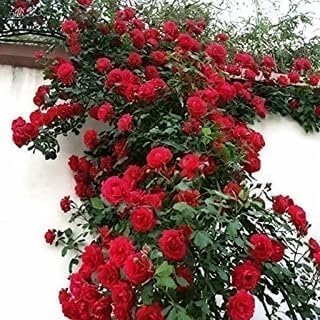 Image of Climbing Red Rose Live Plant with Pot | Fragrant Grafted Red Rose Creeper Plant | Fast Growing Flowering Climbing Vine for Home Garden Balcony Trellis Wall Fence Outdoor Decor | Pack of 1