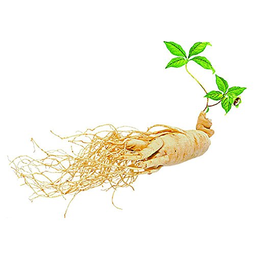 BigFamily Graines de Ginseng Panax 50 pcs Fournitures Cover