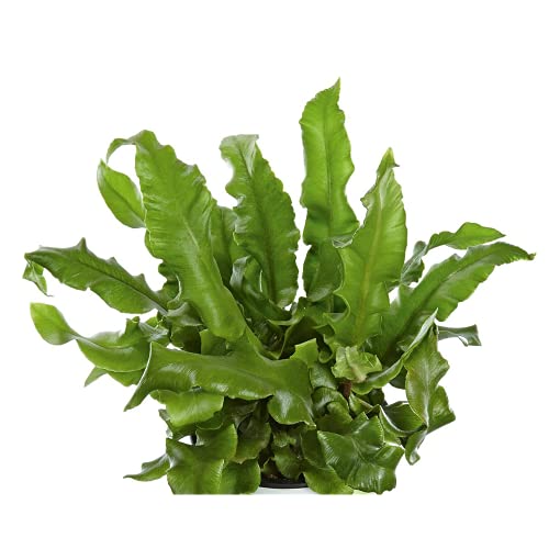 Helecho de lengua de ciervo 'Phyllis', Phyllitis scolopendrium, resistente al invierno, en maceta de 12 cm, en calidad de jardinero de Blumen Eber – 12 cm