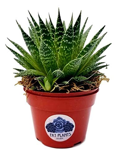Fat Plants San Diego Succulent Plant(S) Fully Rooted In 4 Inch Planter Pots With Soil - Real Live Potted Succulents/Unique Indoor Cactus Decor (1, Aristata Aloe) #TOP1