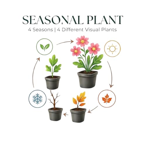 Nepeta faassenii résistant à la sécheresse pour végétaliser un sol pauvre - 4
